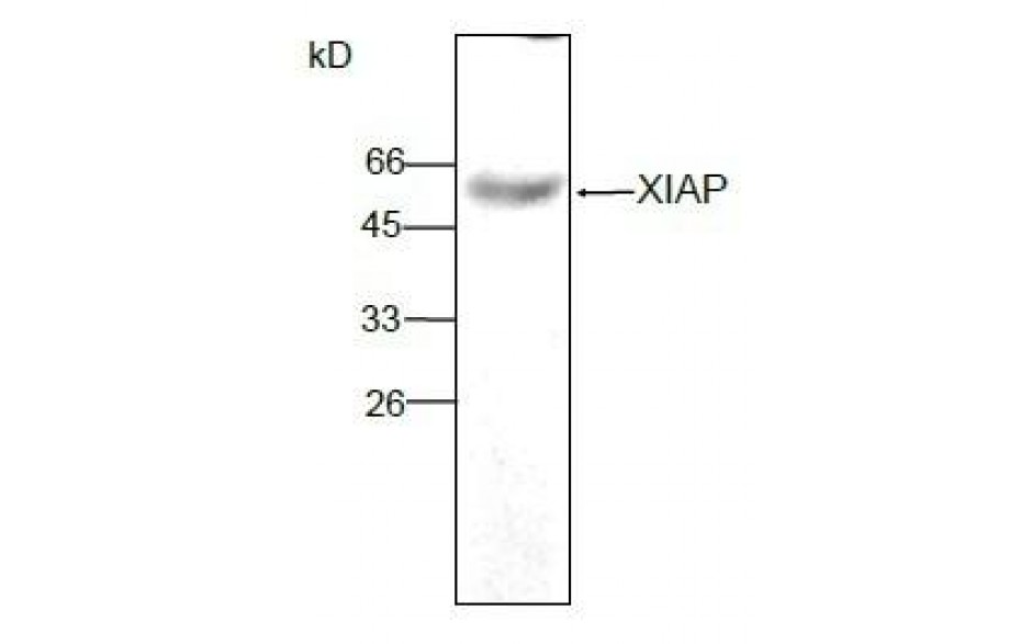 Fitzgerald/XIAP antibody/10R-10420/100 ug