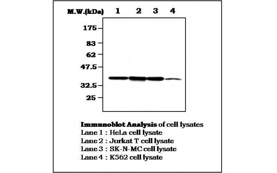 Fitzgerald/CDK7 antibody/10R-8530/100 ul